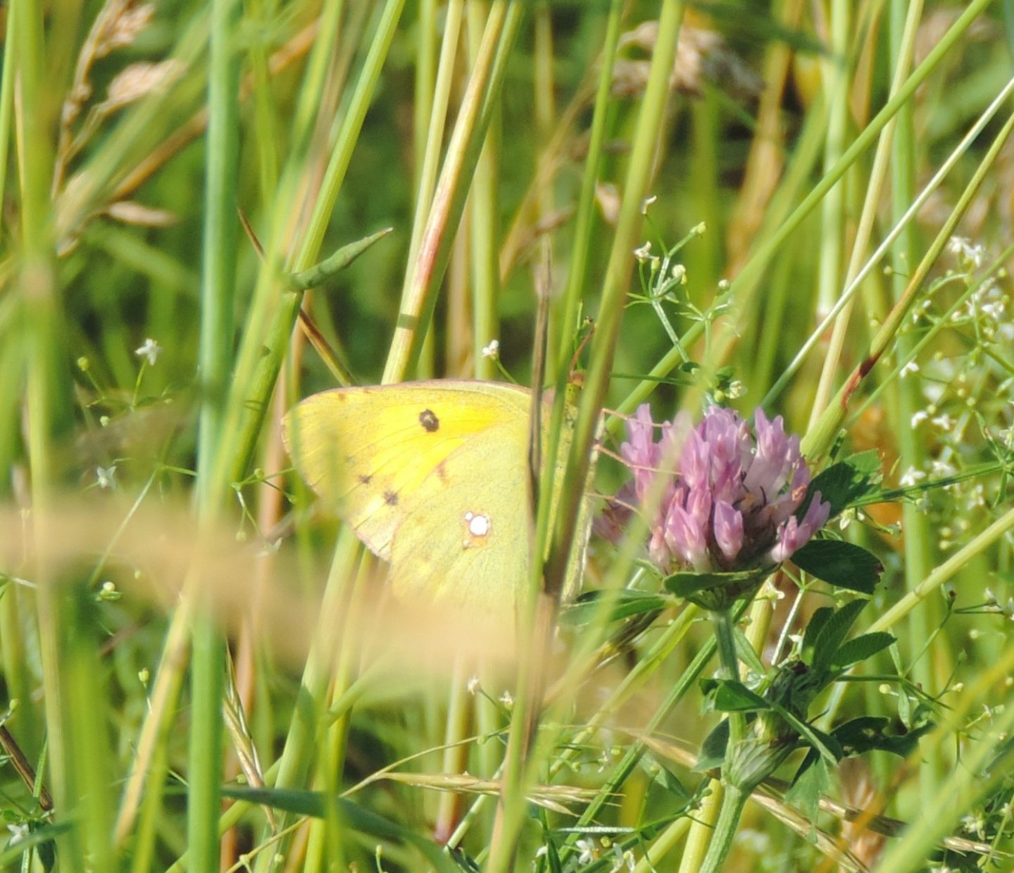 Colias croceus?  S !