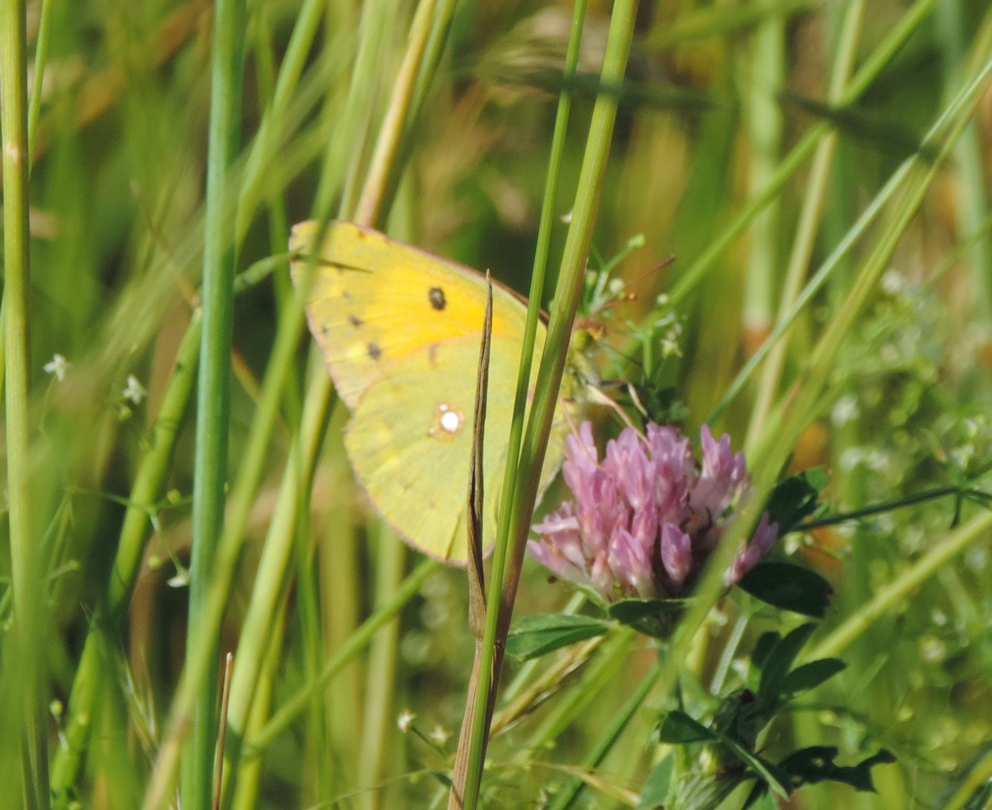 Colias croceus?  S !