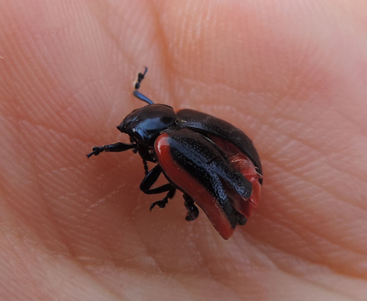 Chrysomelidae: Chrysolina rossia