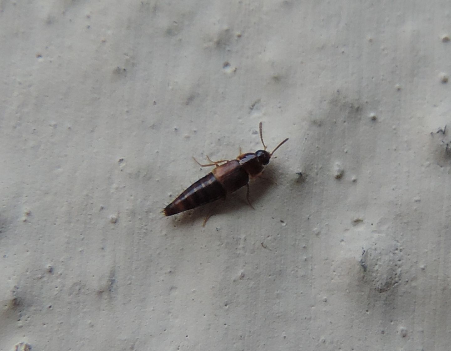 Quale Staphylinidae?