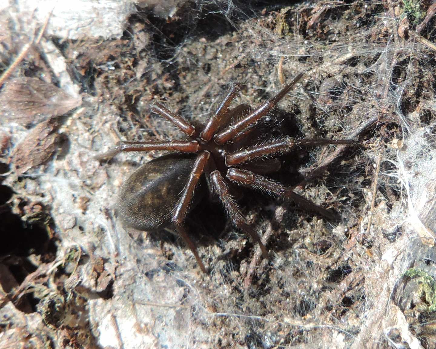 Amaurobius?  S, Amaurobius sp. -  Usseax (TO)