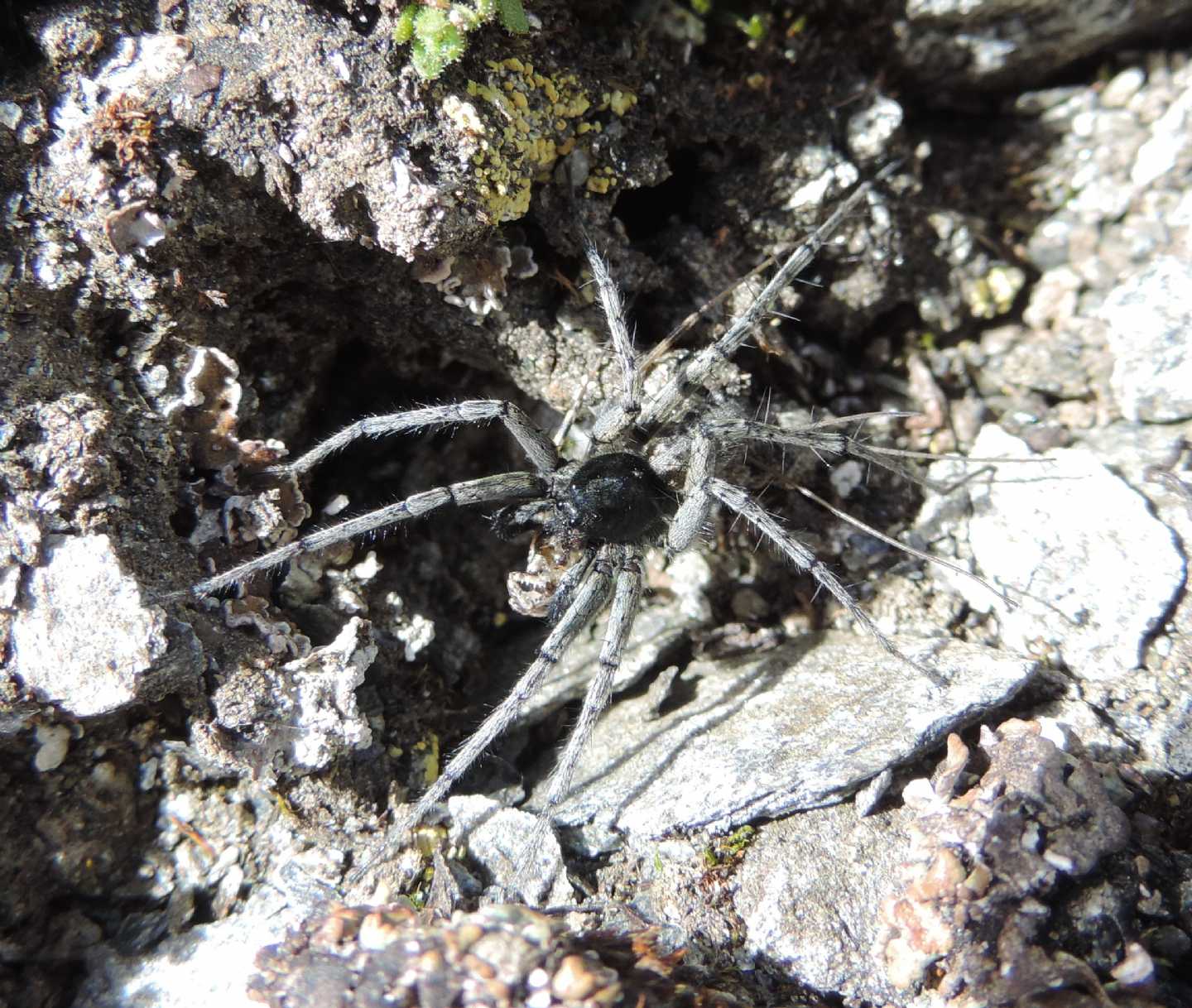 Pardosa saturatior?  S  - Usseax (TO)