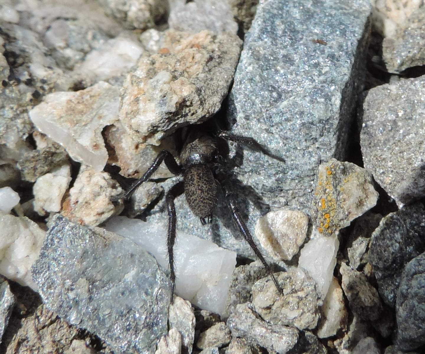 Gnaphosidae?  S, Gnaphosidae sp. - Usseax (TO)