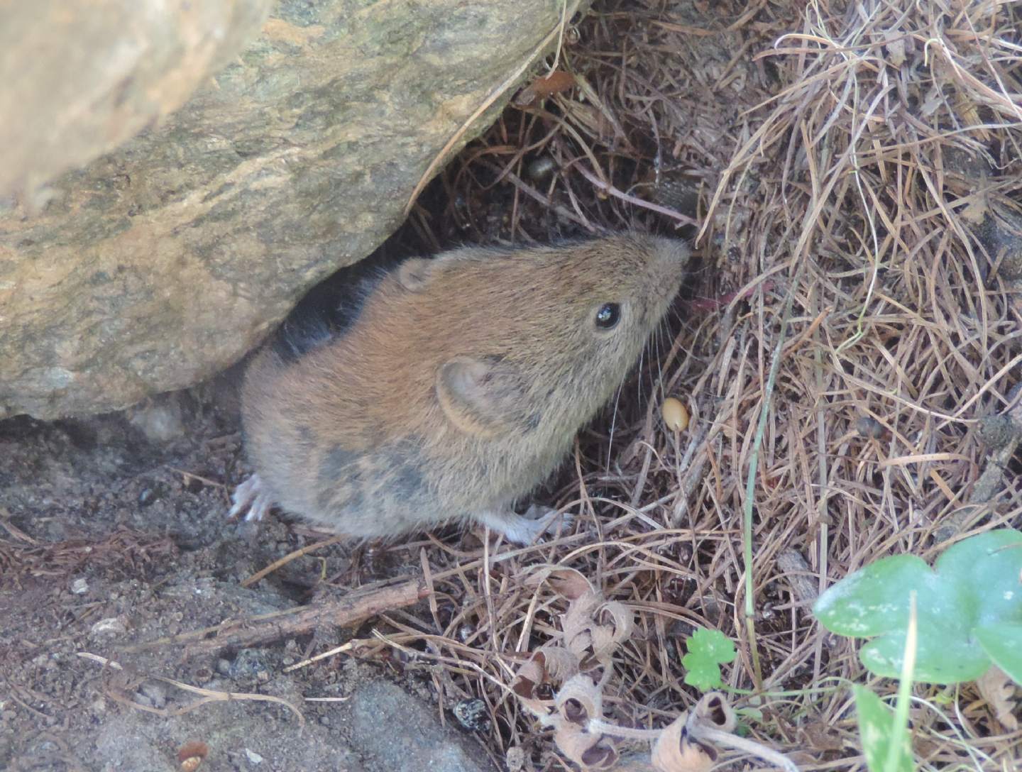 Arvicola rossastra (Myodes glareolus) 