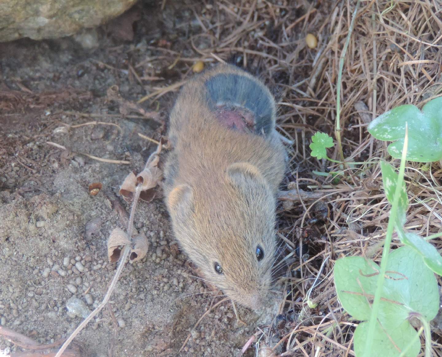 Arvicola rossastra (Myodes glareolus) 