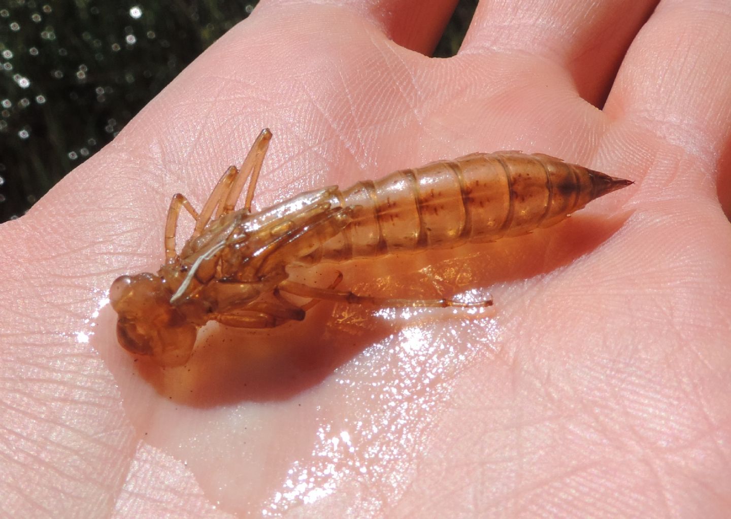 esuvia di Aeshna?  S, di Aeshna juncea