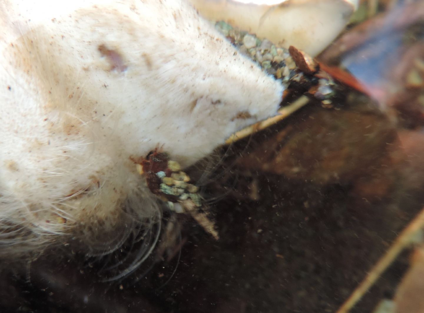 Tricotteri necrofagi? - Odontocerum e Limnephilidi