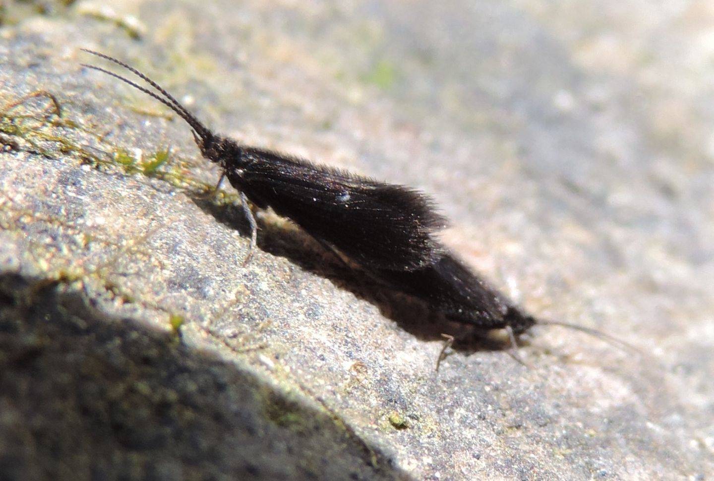 Tricotteri in accoppiamento da identificare: cfr. Beraeidae sp.