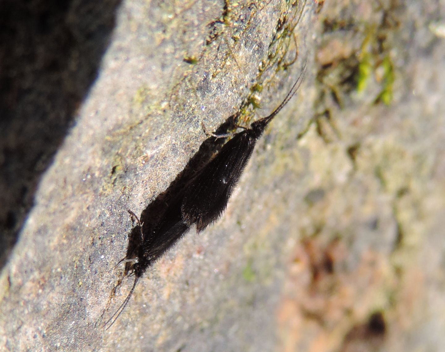 Tricotteri in accoppiamento da identificare: cfr. Beraeidae sp.