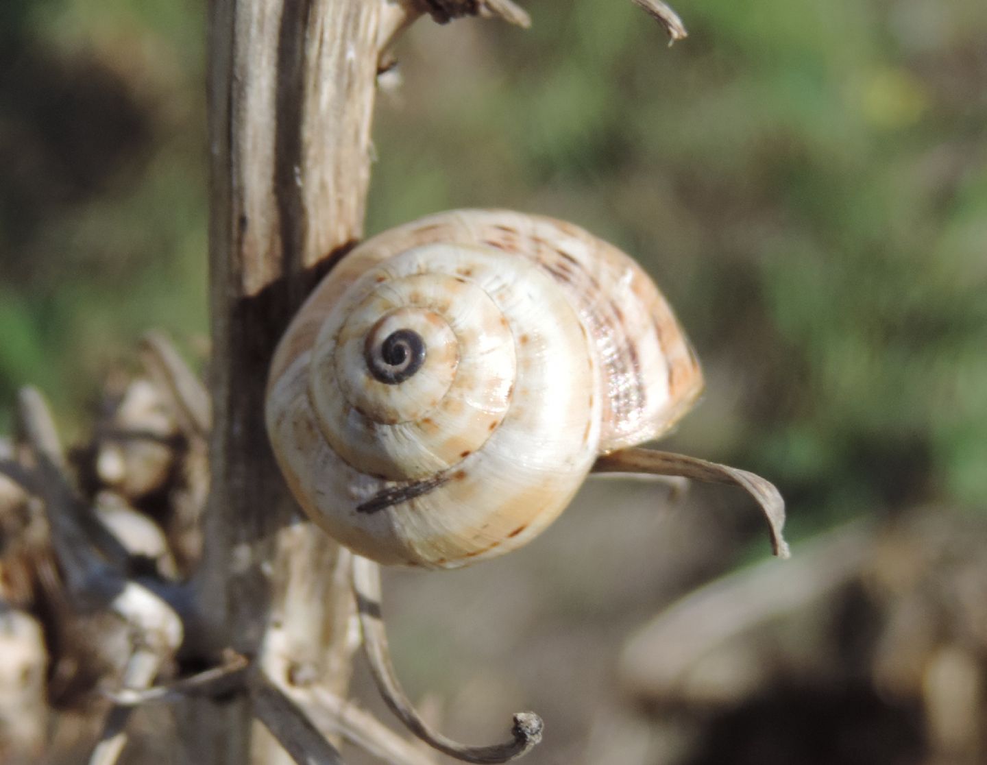 Helicidae linosani da identificare