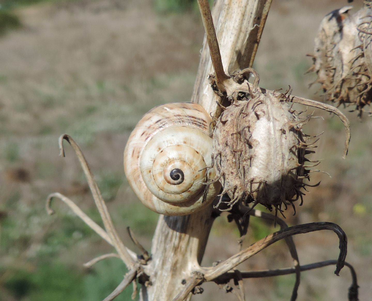 Helicidae linosani da identificare