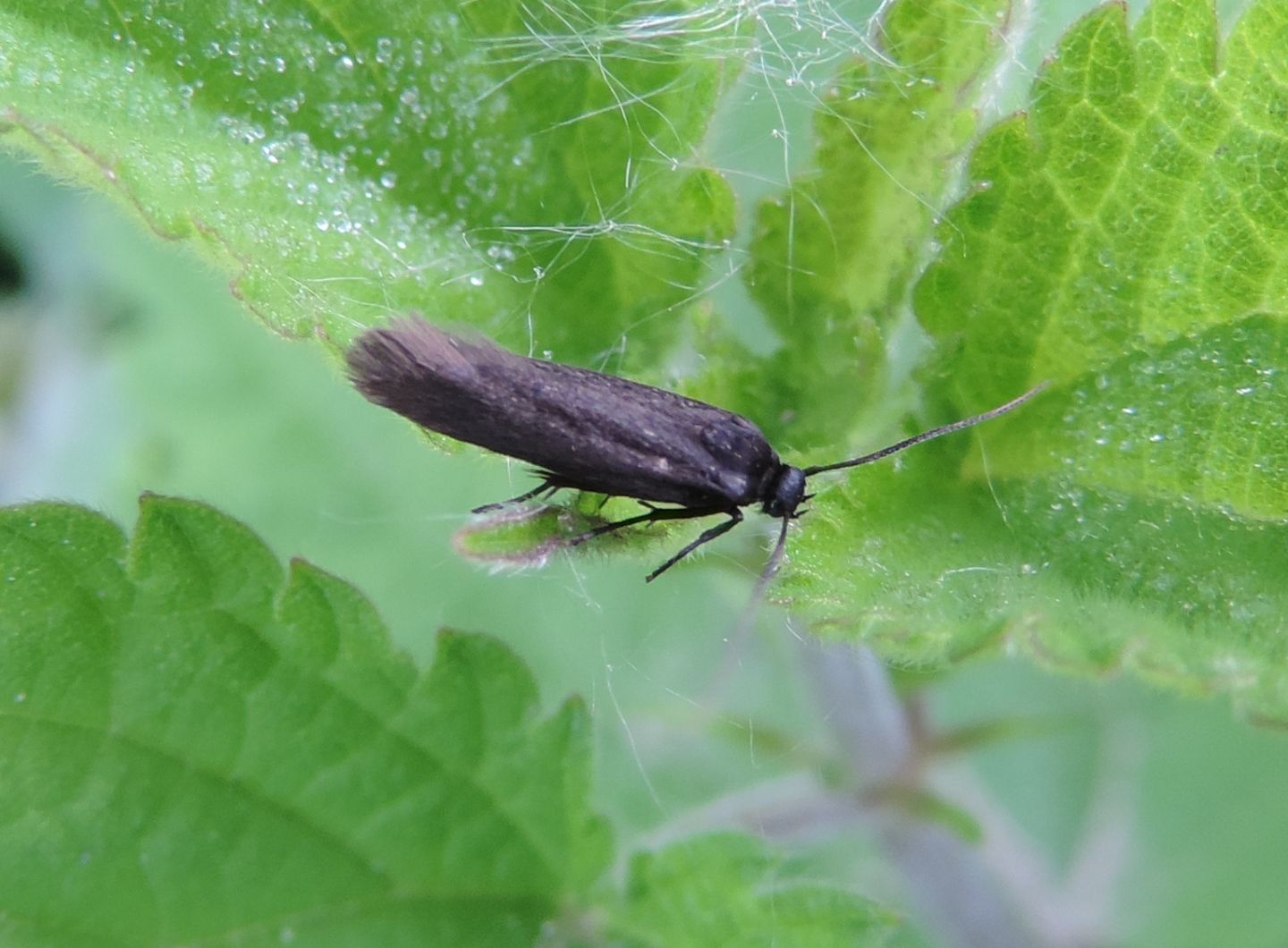 Scythris sp. (Scythrididae) ?  S !