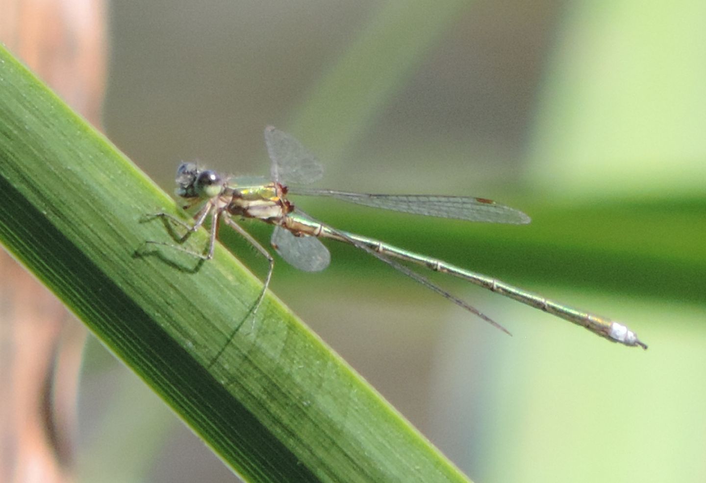 Queale Lestes? Lestes virens vestalis