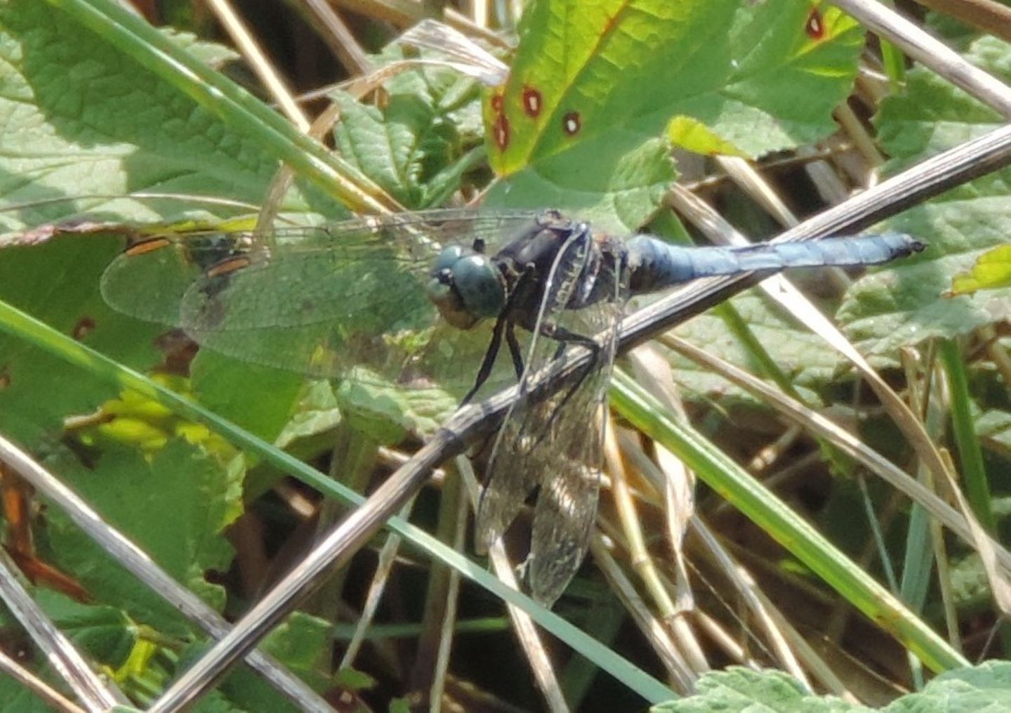 Quale Orthetrum? Orthetrum coerulescens