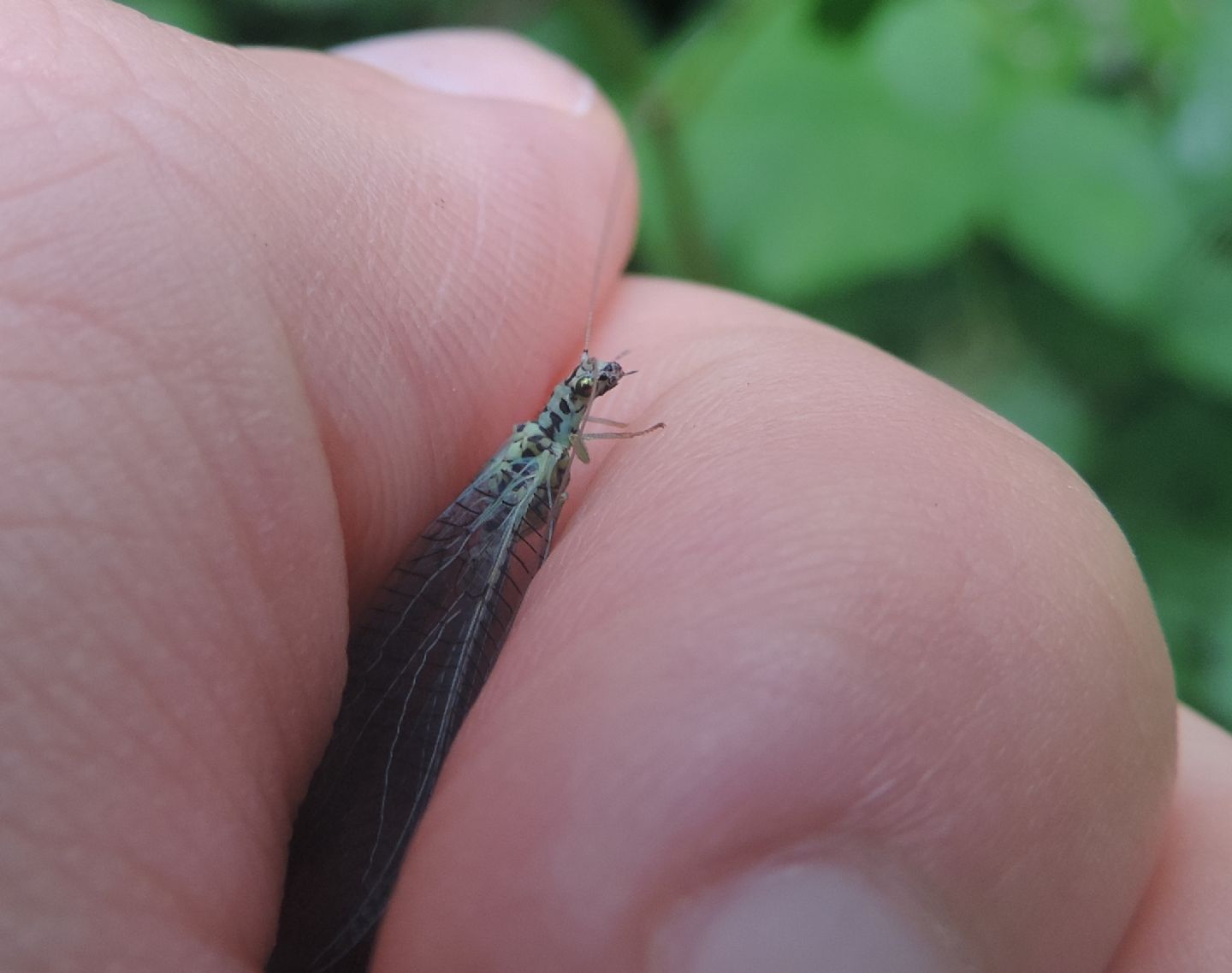 Chrysopa perla? Chrysopa sp.