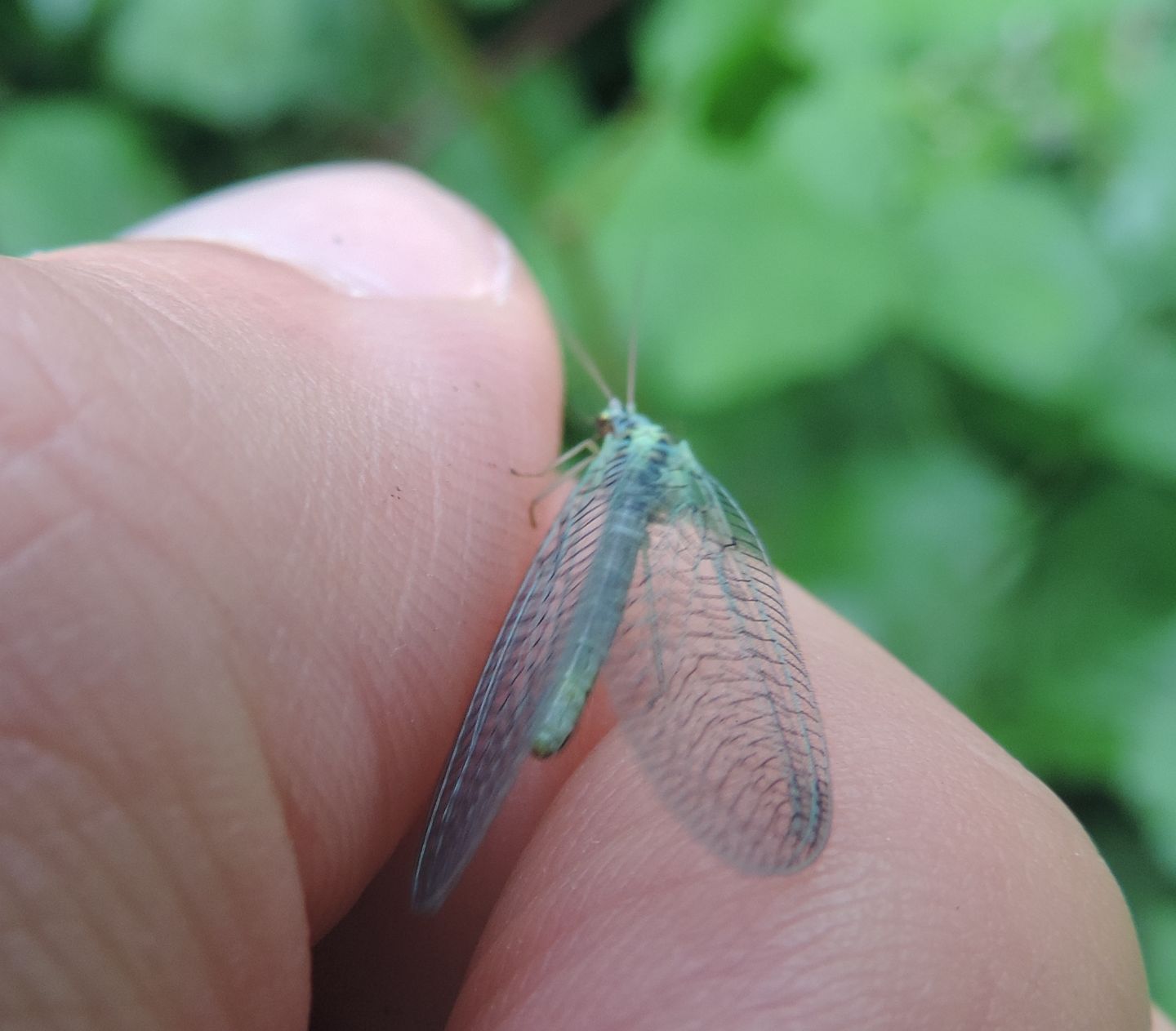 Chrysopa perla? Chrysopa sp.