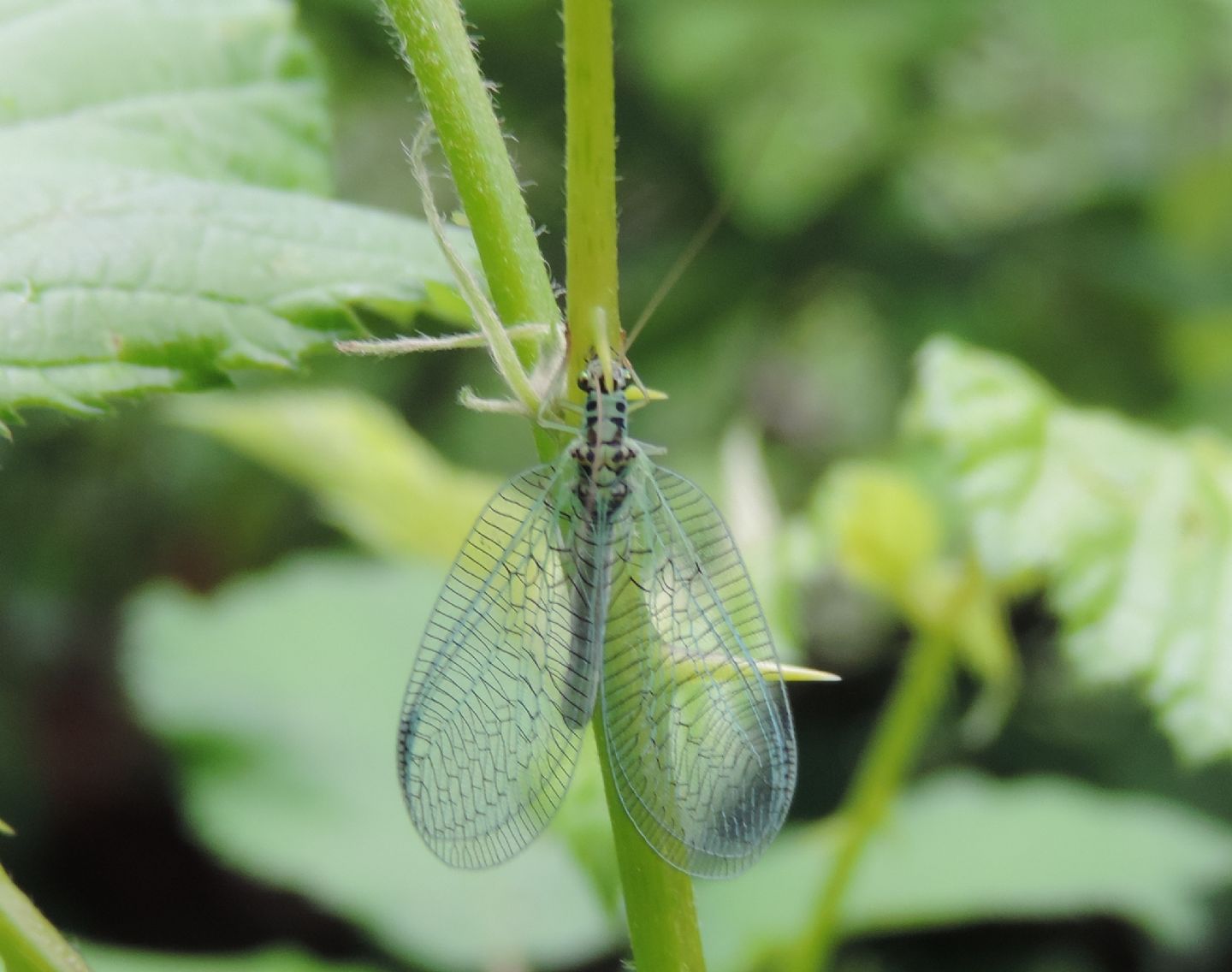 Chrysopa perla? Chrysopa sp.