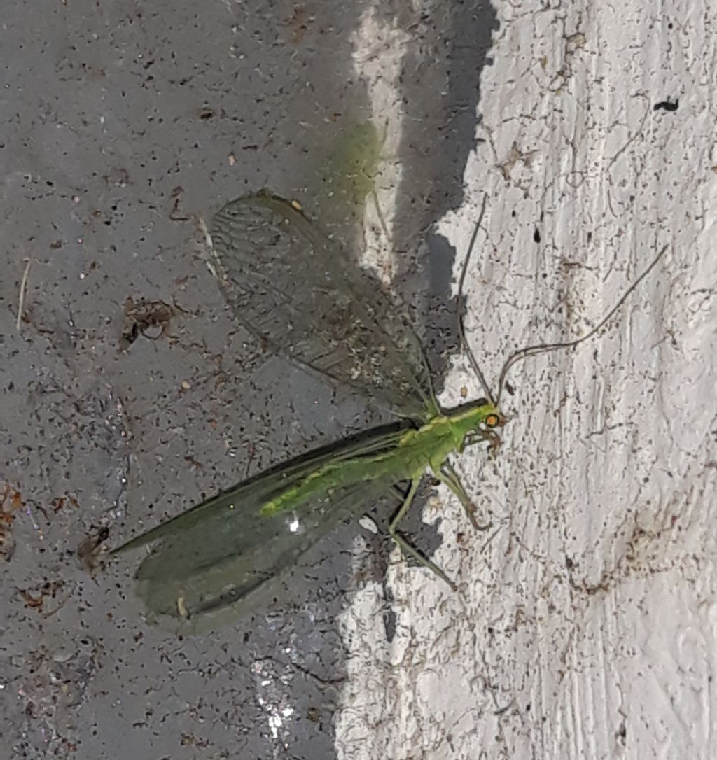 Chrysopidae da Linosa: cfr. Chrysoperla sp.