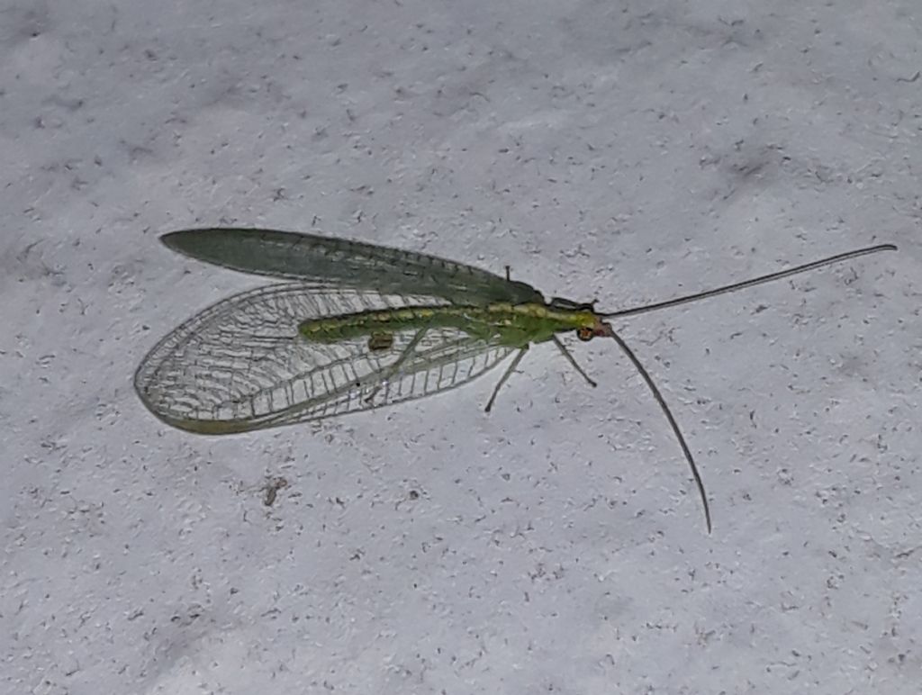 Chrysopidae da Linosa: cfr. Chrysoperla sp.