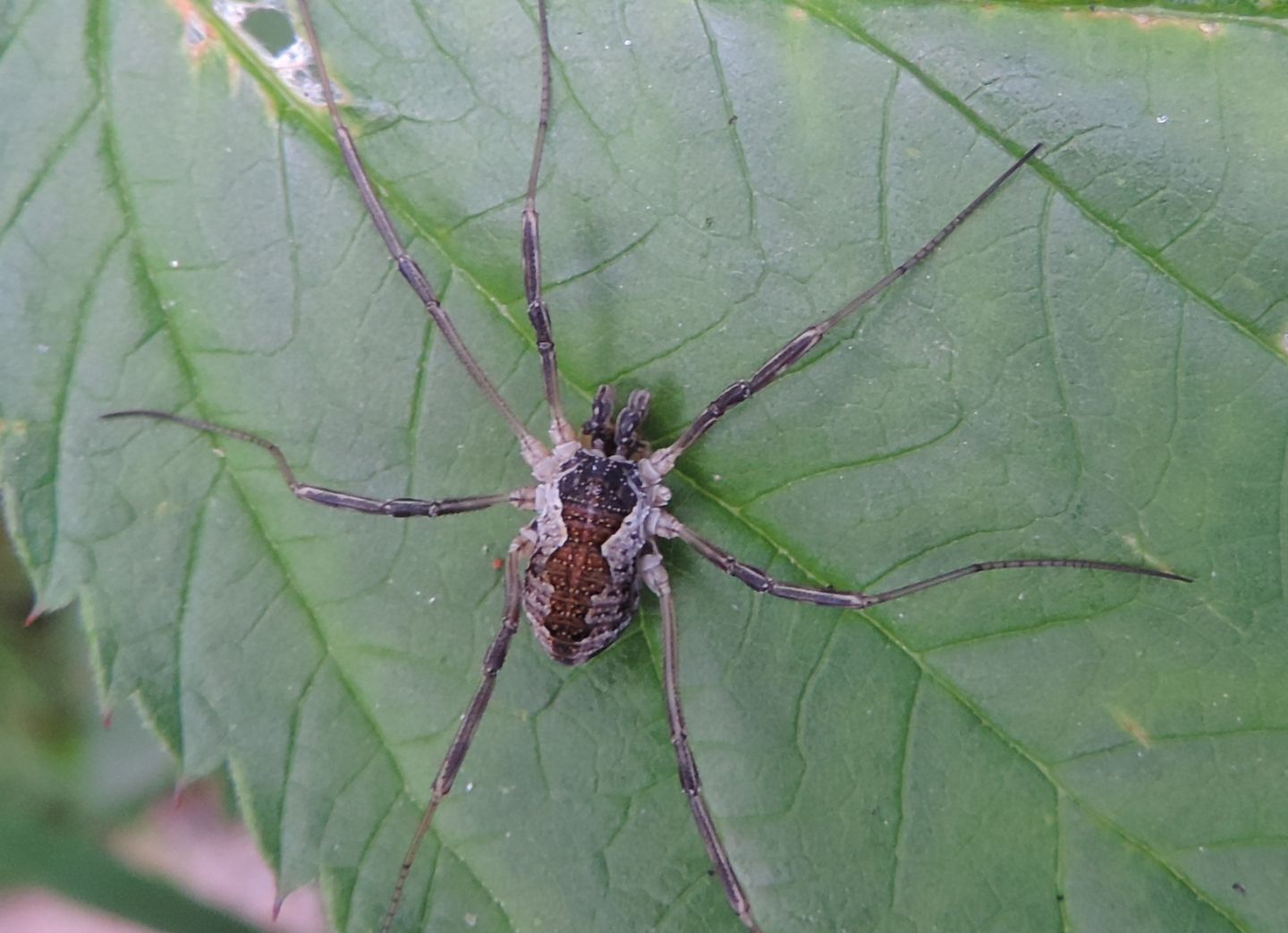 Mitopus morio - Phalangiidae