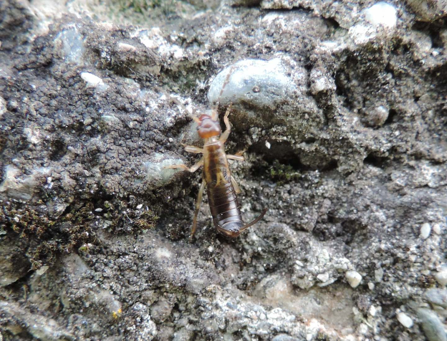 ninfe di Forficula auricularia?