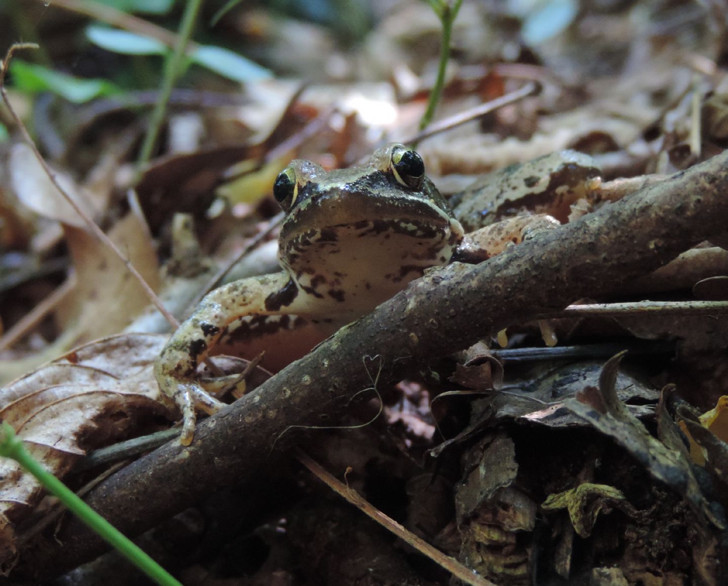 Rana rossa da identificare