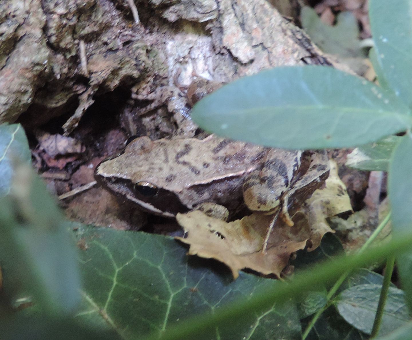 Rana rossa da identificare