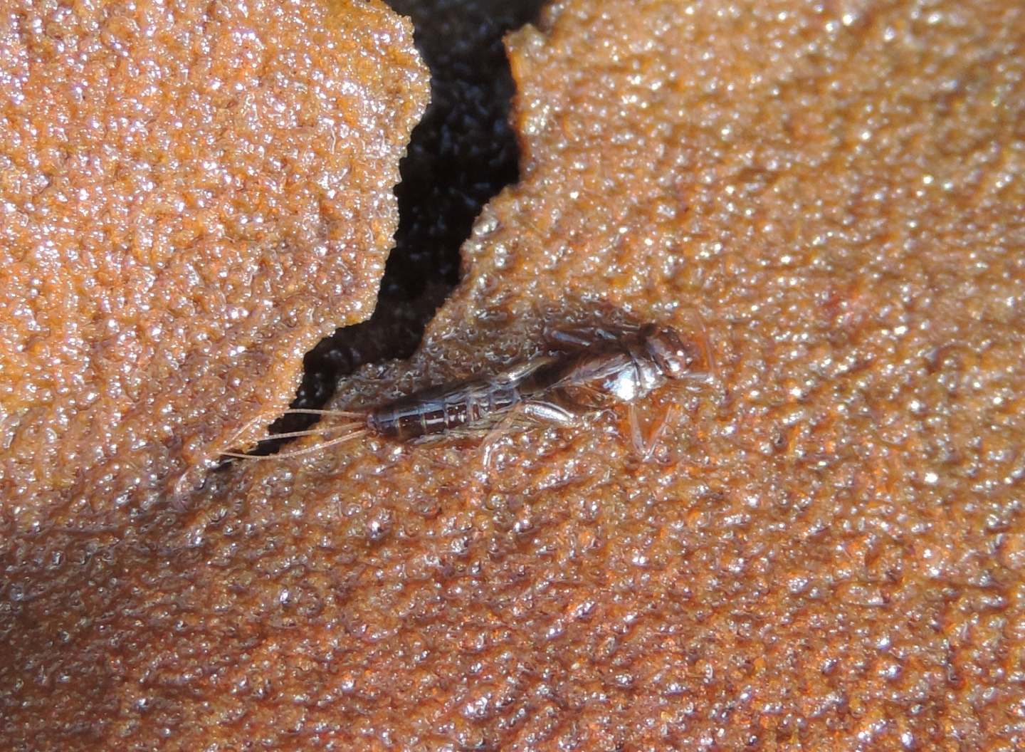 larva di Efemerottero? o Plecottero? - Efemerottero Leptophlebiidae