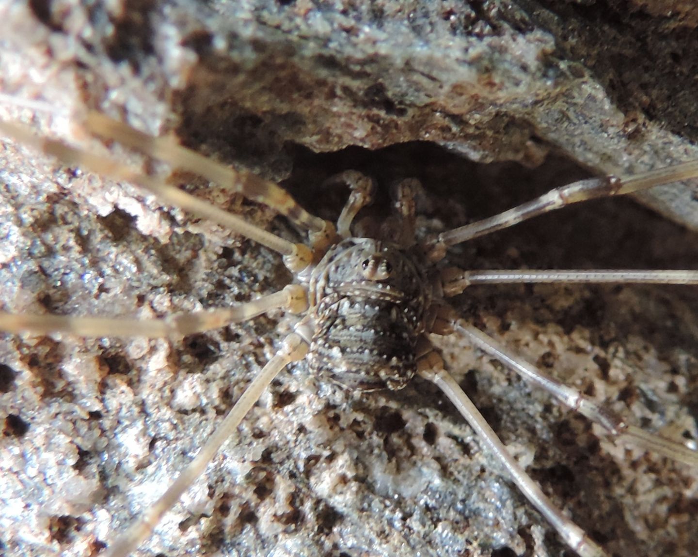 Rilaena triangularis ♂ - Phalangiidae