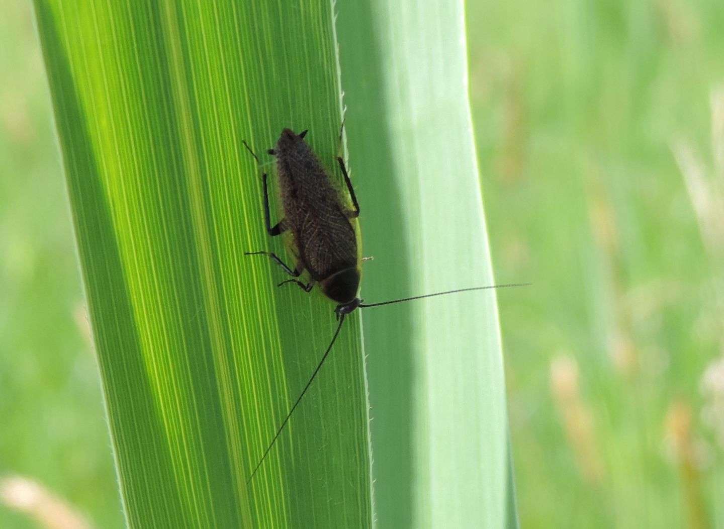 altro Ectobius da identificare