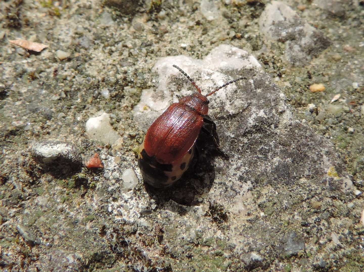 Chrysomelidae: Galeruca rufa? S.