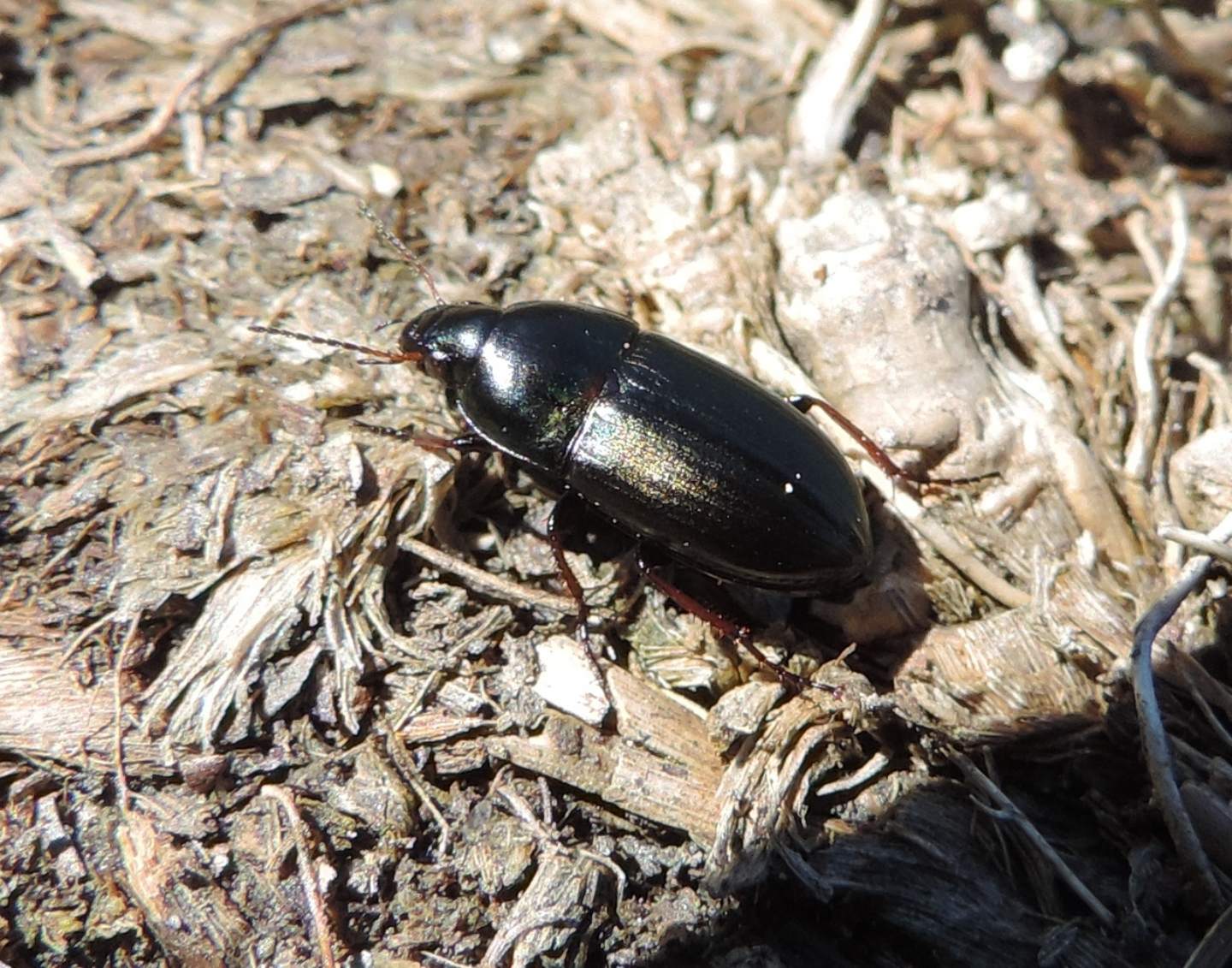 Amara da identificare: Amara montivaga