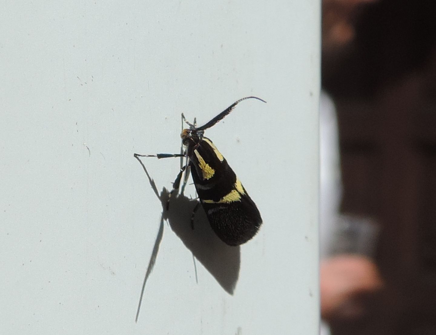 Dasycera oliviella? S�