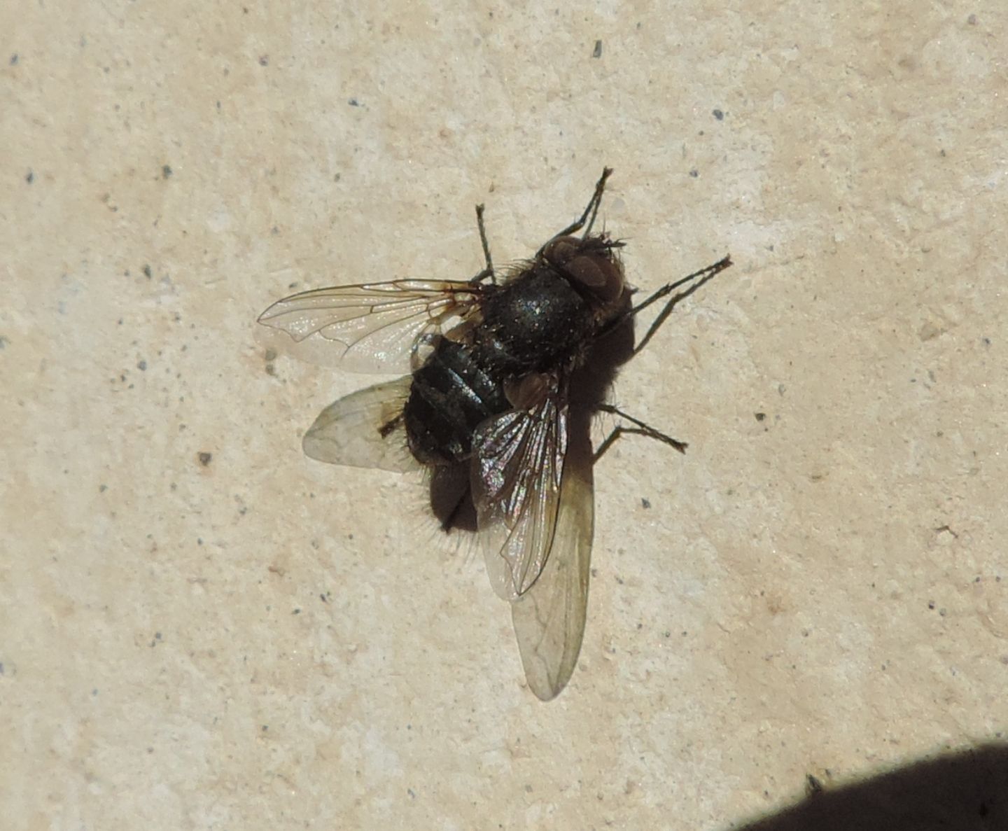 Quale Tachinidae?