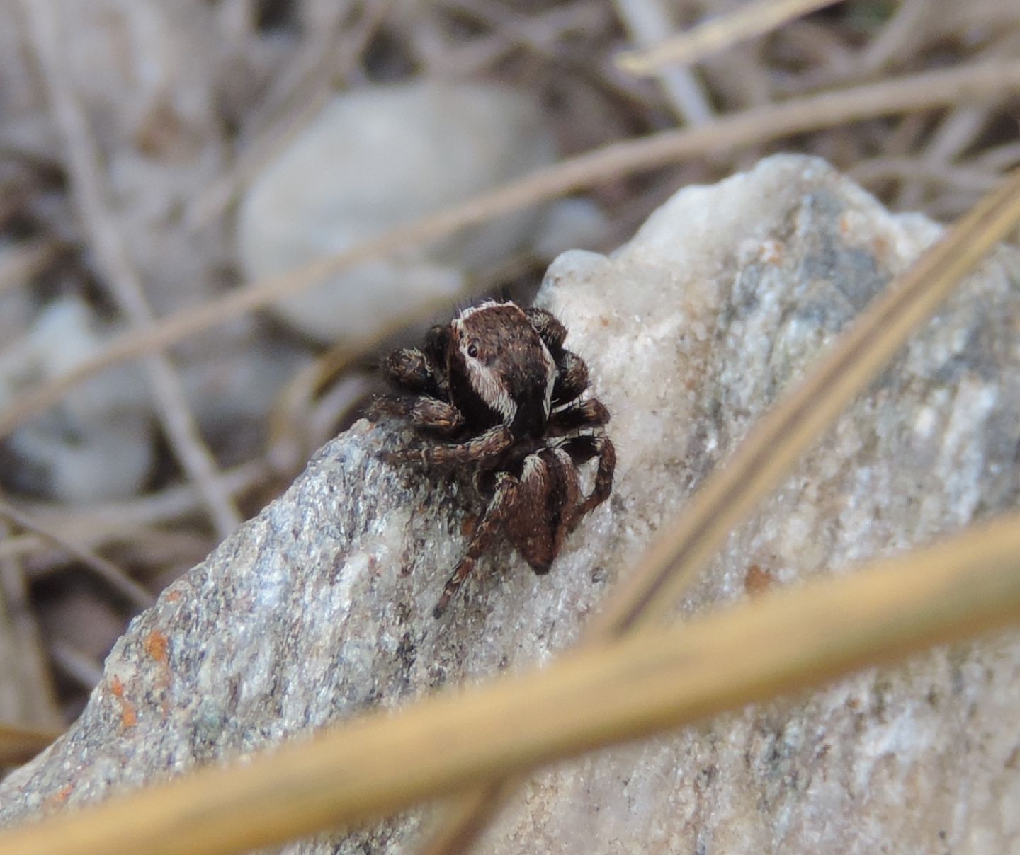 Salticidae: Evarcha michailovi - Oulx (TO)