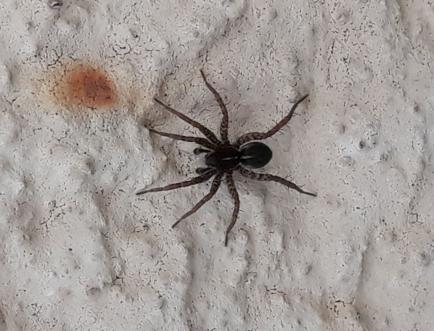 Lycosidae? S, Pardosa sp., maschio - Torino