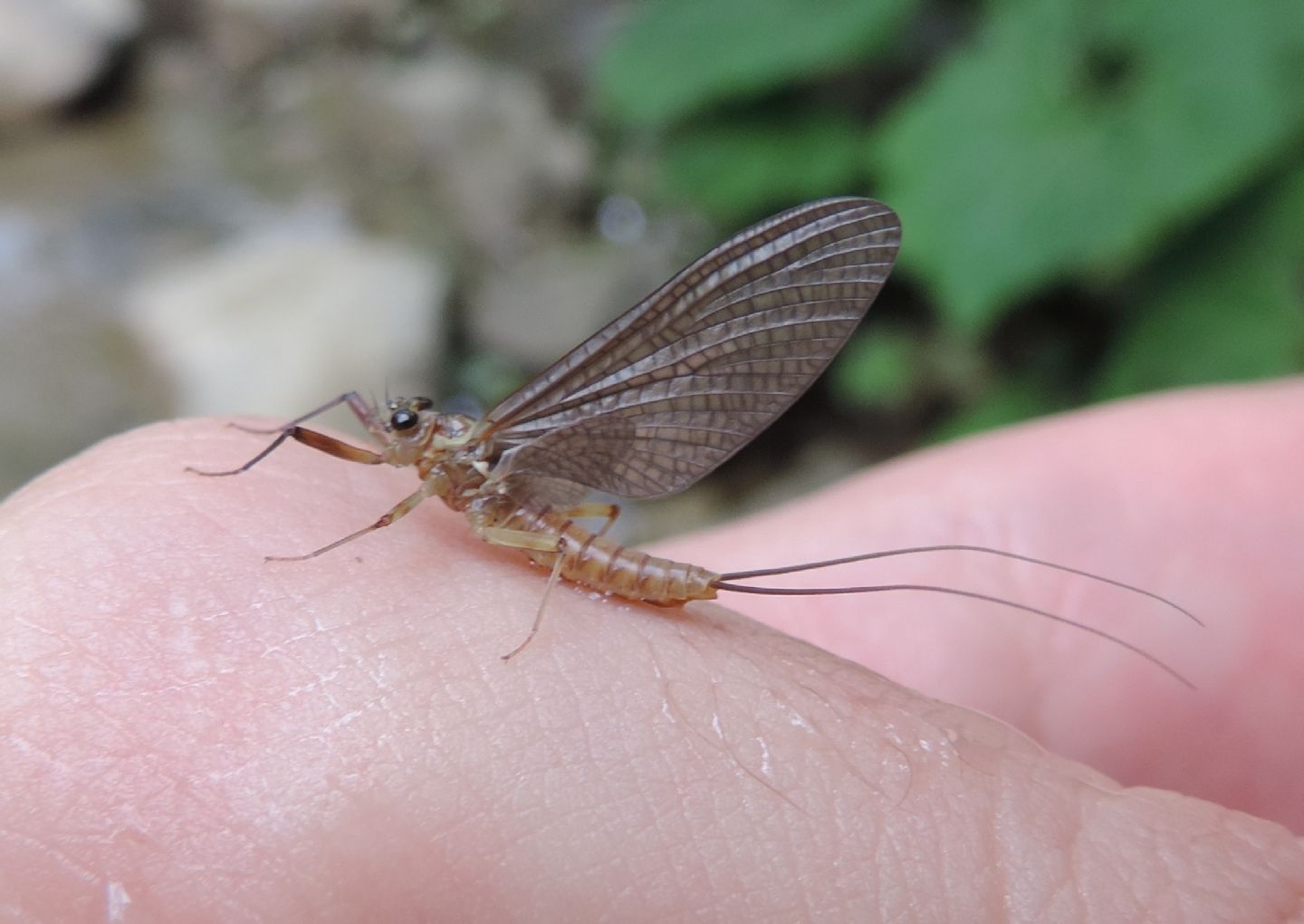 Heptageniidae? Rhithrogena semicolorata