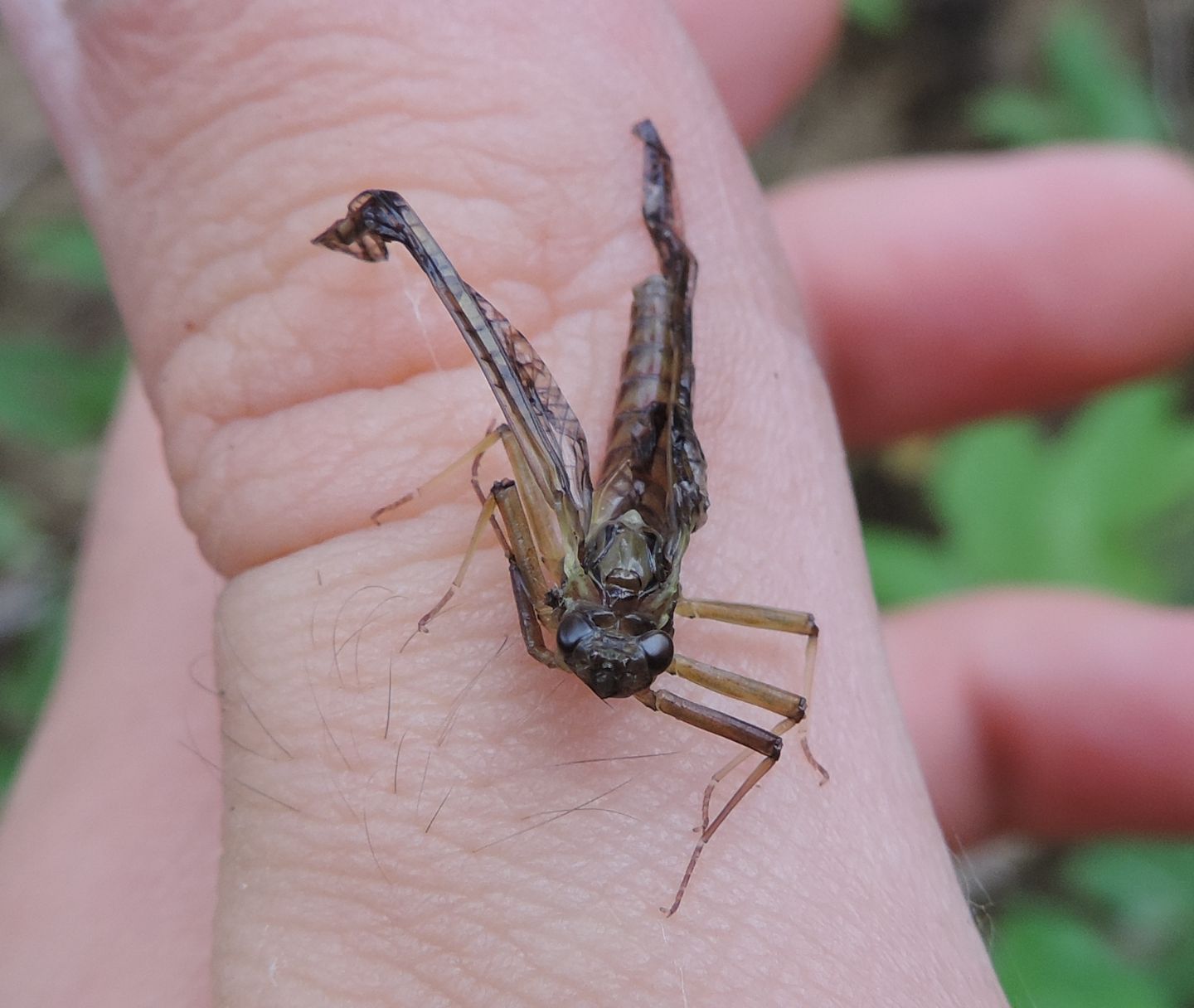 Heptageniidae? Rhithrogena semicolorata