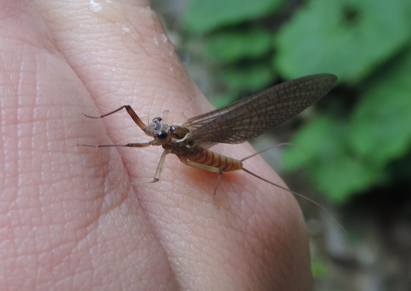 Heptageniidae? Rhithrogena semicolorata