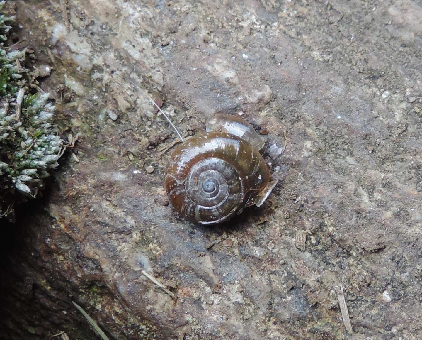 Chiocciola dalla Val Grande