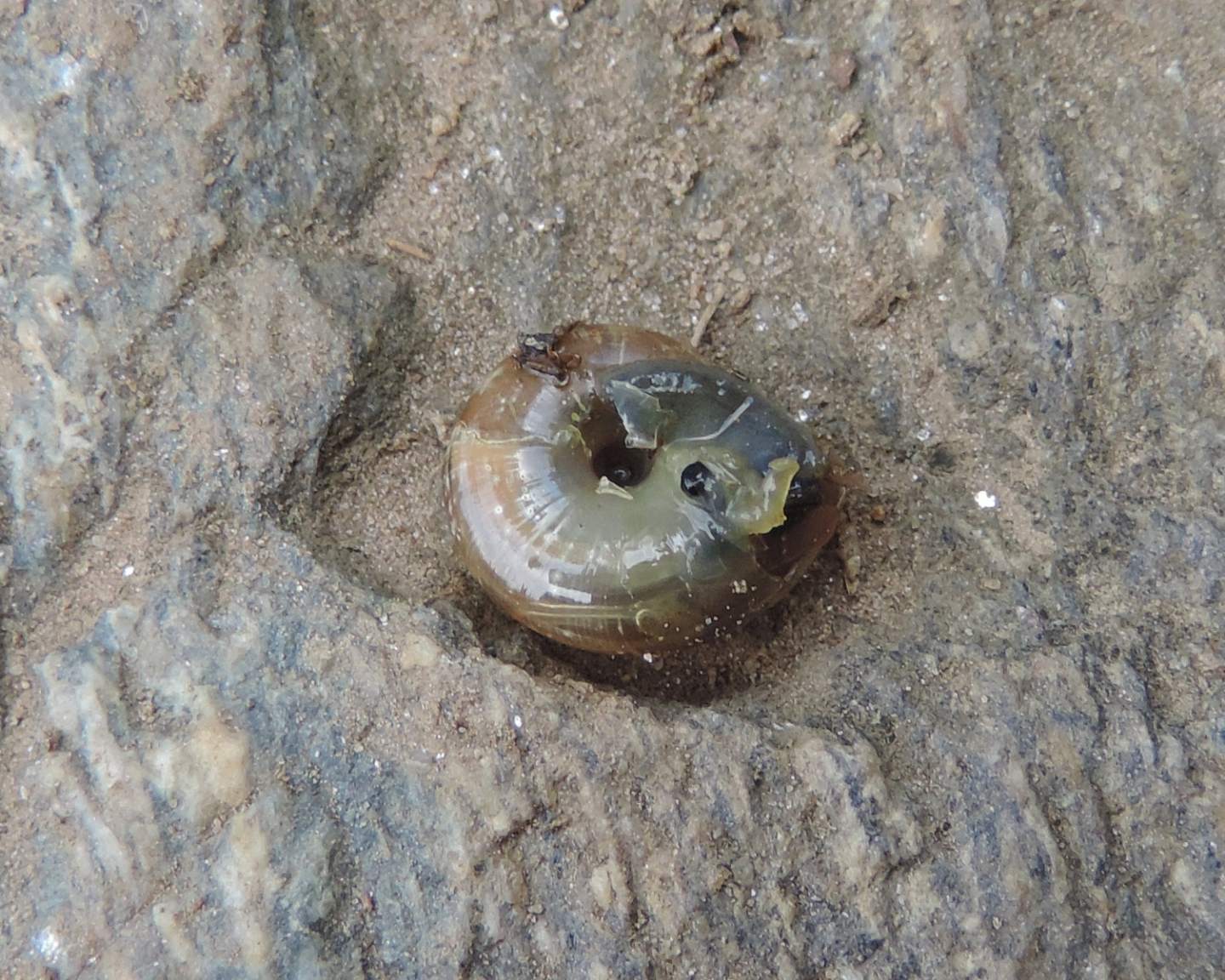 Chiocciola dalla Val Grande