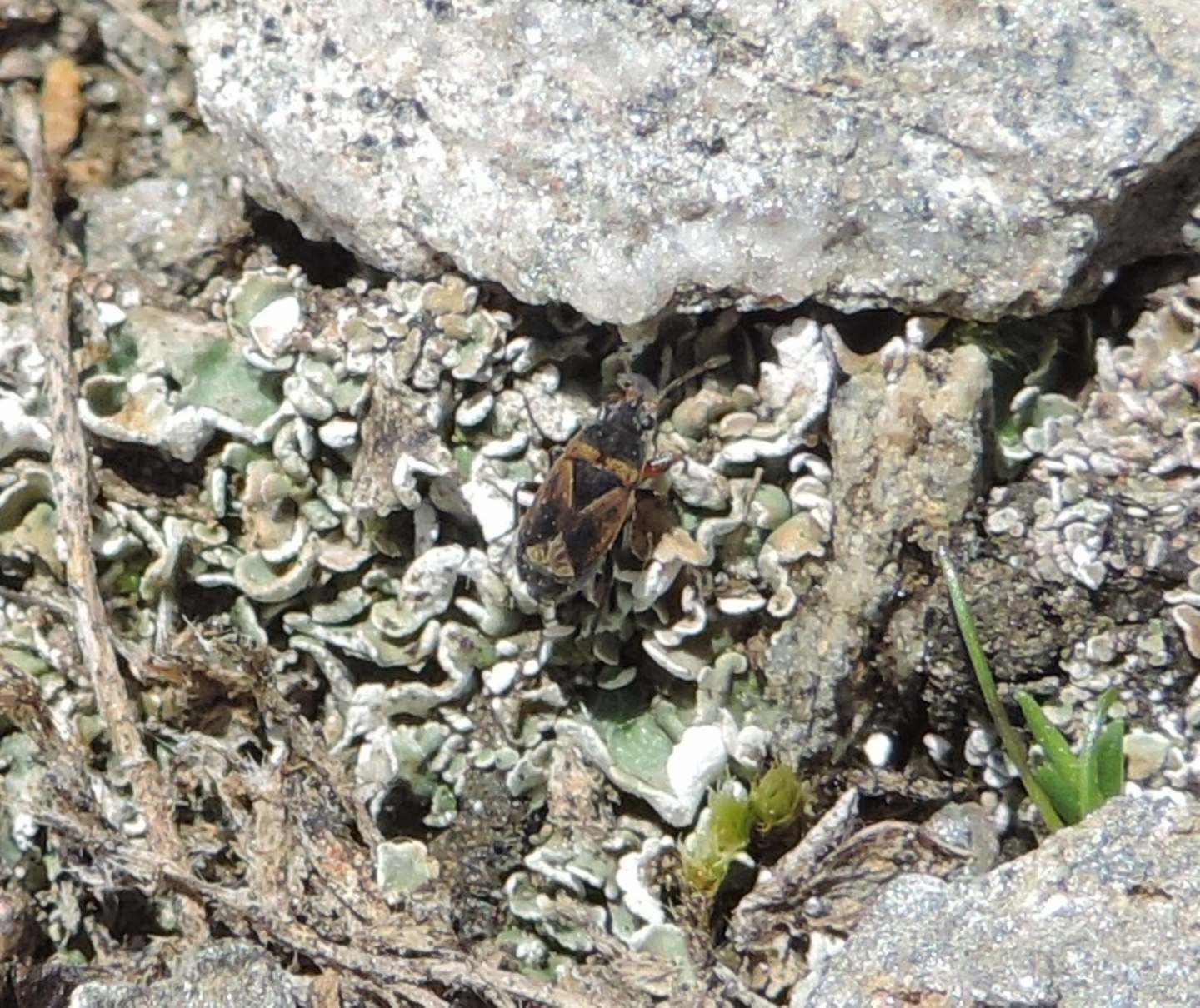 Lygaeidae: Trapezonotus desertus?  S !