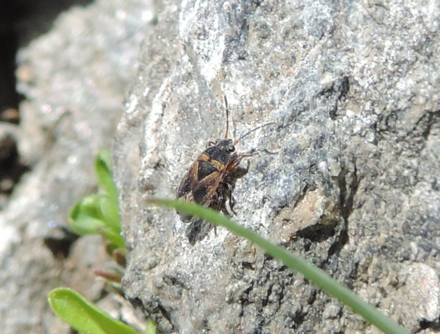 Lygaeidae: Trapezonotus desertus?  S !