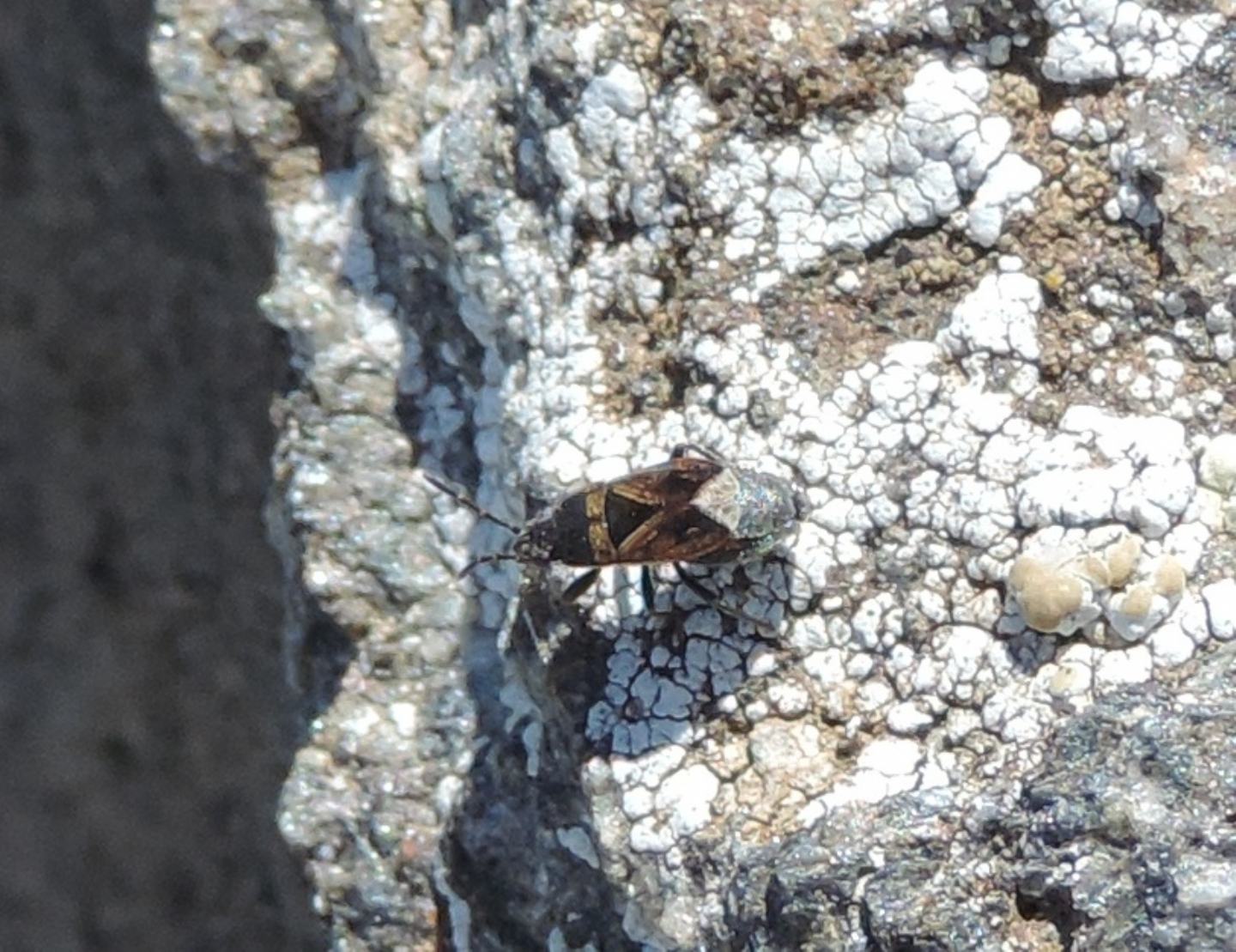 Lygaeidae: Trapezonotus desertus?  S !