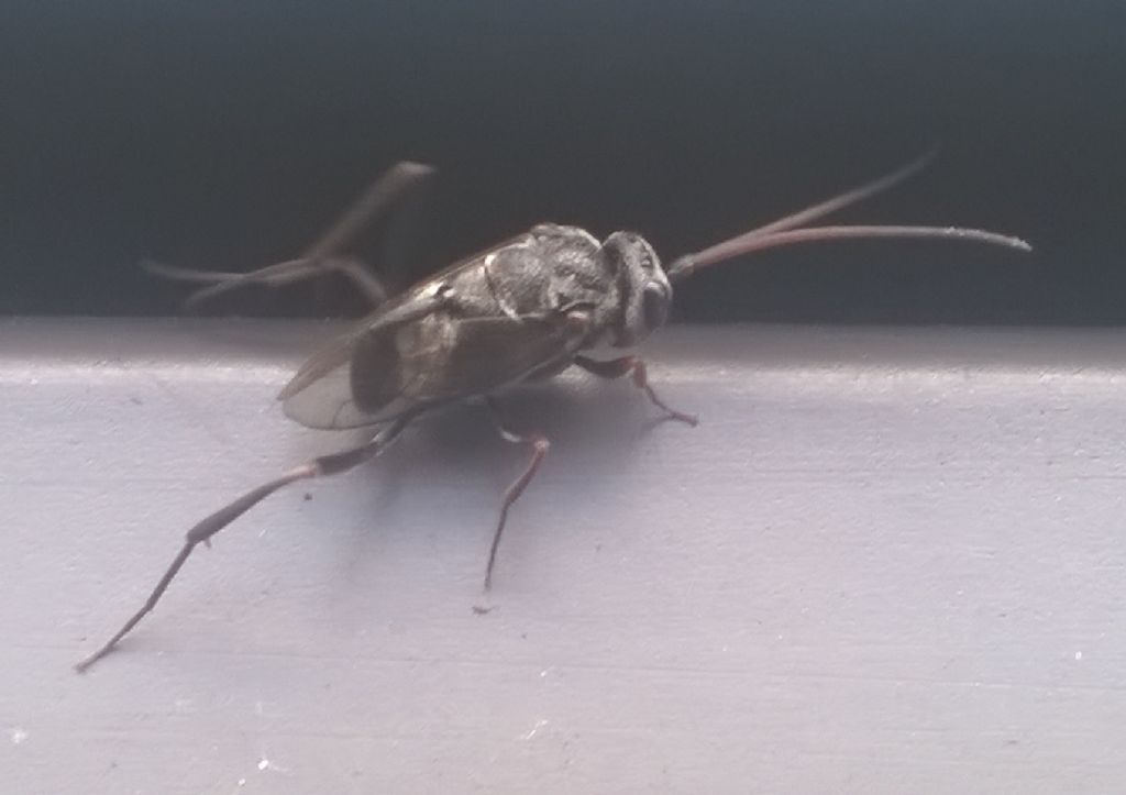 Evaniidae 