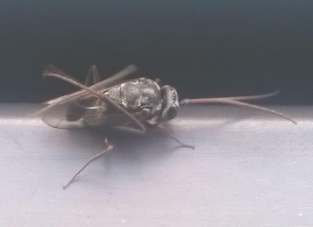 Evaniidae 
