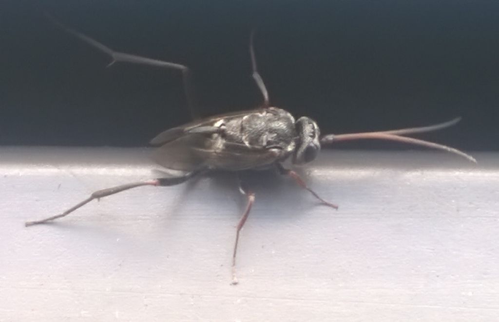 Evaniidae 