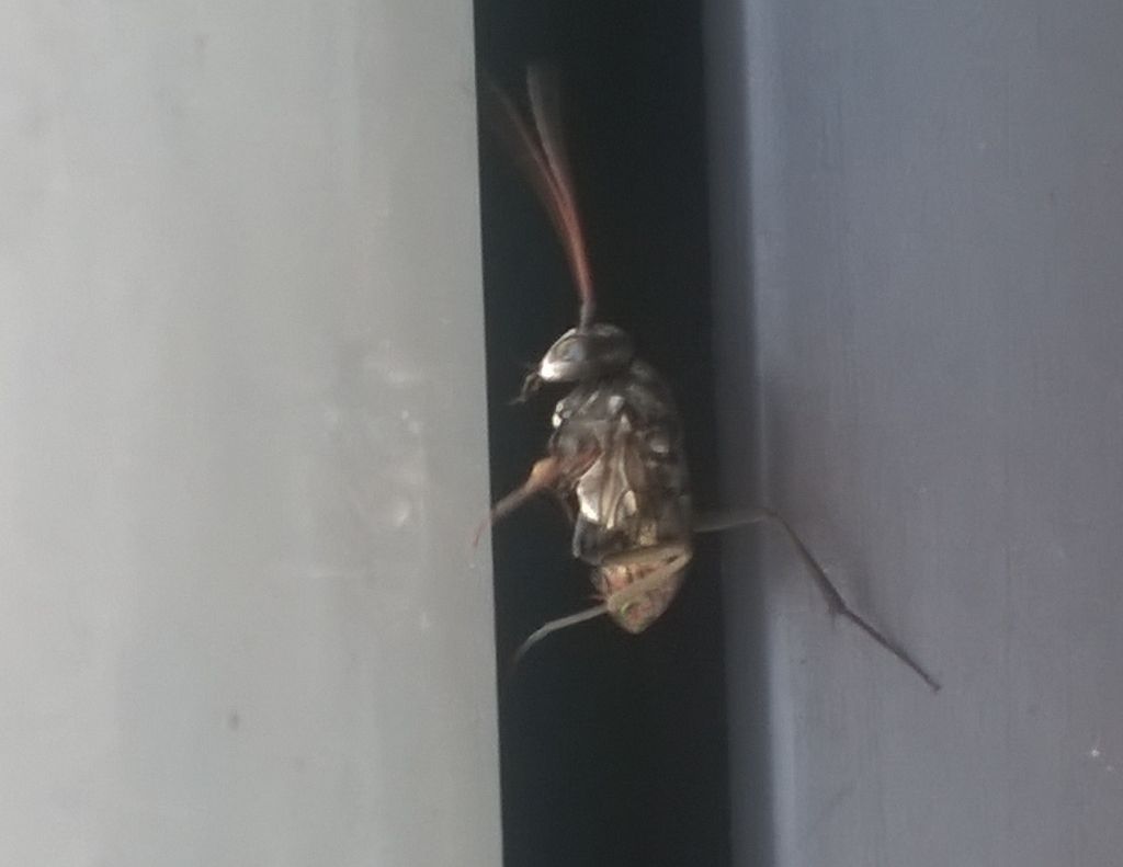 Evaniidae 