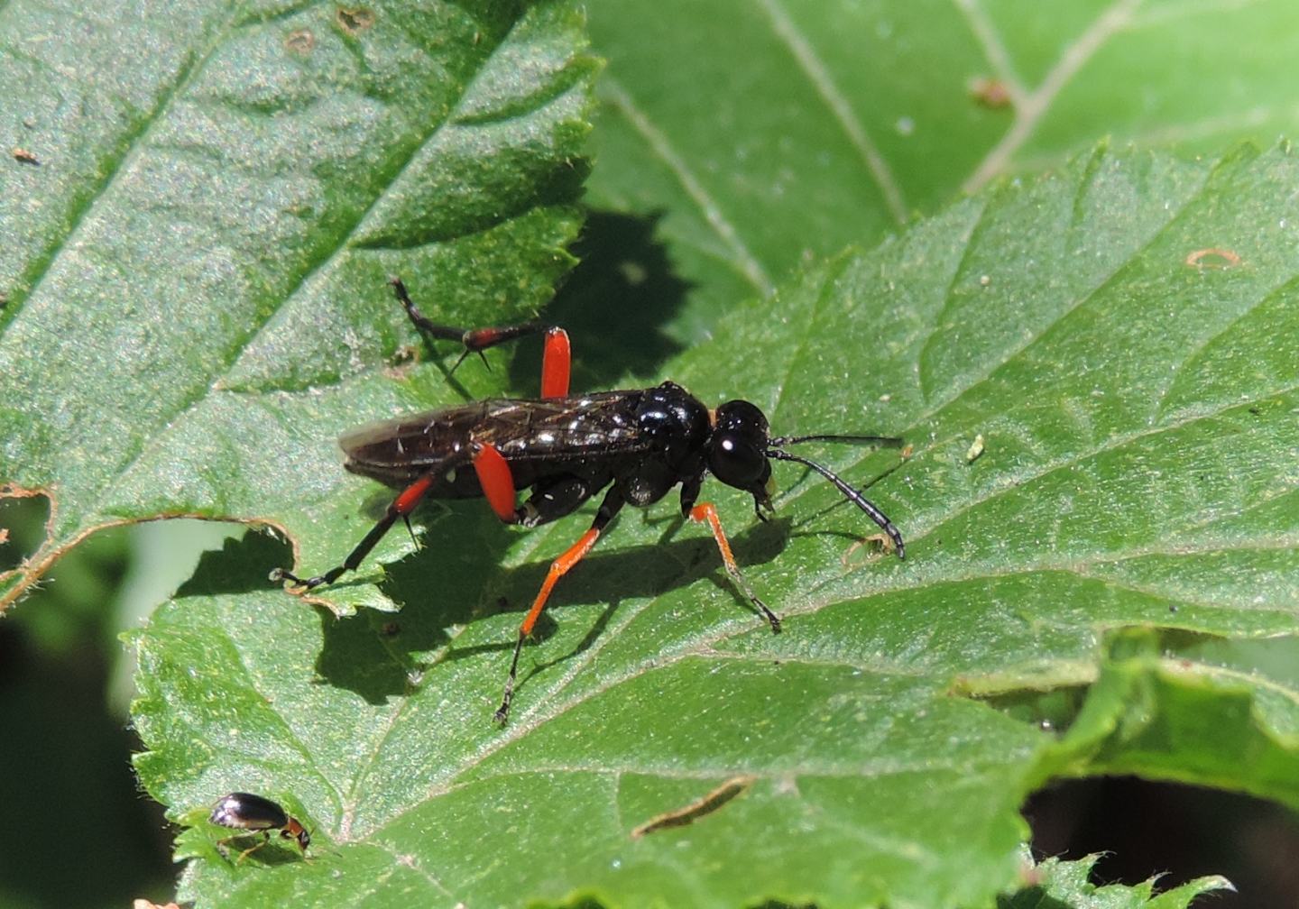 Macrophya diversipes?