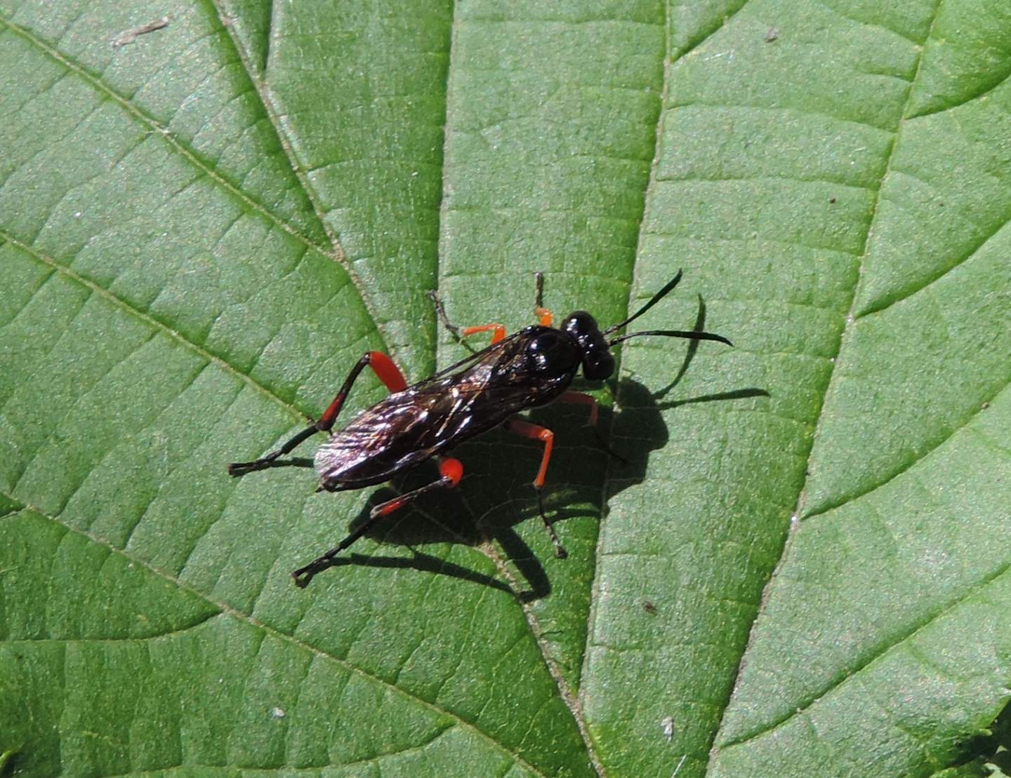 Macrophya diversipes?